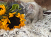 TICA-REGISTERED MAINE COON KITTENS