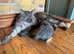 Black Smoke Kitten- ready to leave now