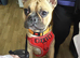 Bear French bulldog 14th old