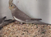 Young cockatiel.
