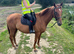 For full loan/share 16.3hh TB gelding