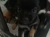 Apple head chihuahua male puppy chocolate fawn