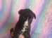 Gray pup ready now