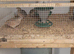 Jaoanese quail