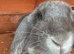 Female rabbit, hutch and separate run