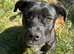 Trained Staffy-Bullmastiff Female