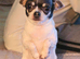 KC CHIHUAHUA! LAST BOY READY NOW!