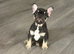 french bulldog ready for a loving home