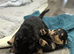 Chunky Rottweilers