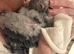 Hand reared Congo African grey