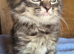 Superb fluffy kittens READY NOW