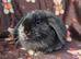Mini lop