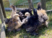Pekin bantam frizzle chicks