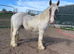 Stunning traditional x Clydesdale