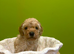 Cavapoo puppies