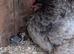 Olive egg layer with chicks