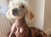 Chinese crested x spaniel