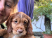 Last Puppy Available - Golden, Calm and Curious Boy