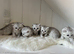 Stunning Snow Spot Kittens
