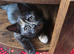 Tortachelle kitten