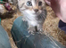 Very friendly Tabby Kittens ready to leave