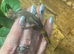 Northern Spiny Tailed Gecko (Strophurus Ciliaris) at Birmingham Reptiles