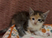 Beautiful kittens ready for loving homes