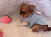 Quality chihuahua girl