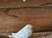 Pet Budgies + Handtame
