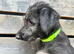 KC reg Deerhound Puppies