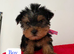 Beautiful Yorkshire terrier puppies