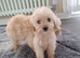 Cockapoo puppies for sale