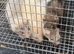 Small ferrets