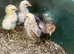 Week old chicks