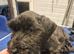 SUPERB Cesky Bitch puppy for sale
