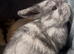 Pure Mini lop