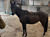 13.2 Riding Pony Mare