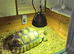 Very large Sulcata tortoise for sale