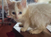 Lily ginger and white female