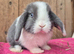 Mini lop babys ready now