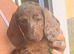 Ready to leave now dachshunds