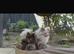 Pomeranian puppy