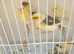 Canaries