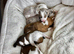 Stunning Merle Border Collie puppies for sale