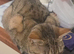 Lovely female tabby cat