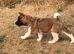 KC American Akita male