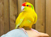Kakarikis
