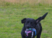 Our lab Milo