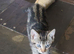 3 Stunning little kittens looking for their forever homes