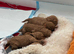 KC registered miniature poodles